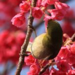 Apa Peran Hewan dalam Perkembangbiakan Tumbuhan Penjelasan Lengkap dan Contoh Nyata di Alam