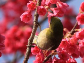 Apa Peran Hewan dalam Perkembangbiakan Tumbuhan Penjelasan Lengkap dan Contoh Nyata di Alam
