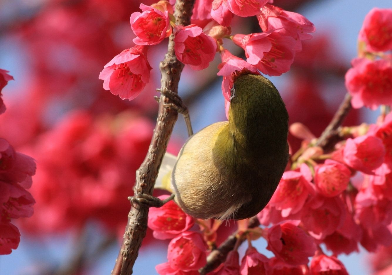 Apa Peran Hewan dalam Perkembangbiakan Tumbuhan Penjelasan Lengkap dan Contoh Nyata di Alam