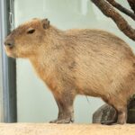 Capybara Masbro Fenomena Santai yang Jadi Simbol Hidup Tenang