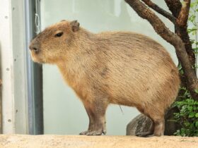Capybara Masbro Fenomena Santai yang Jadi Simbol Hidup Tenang