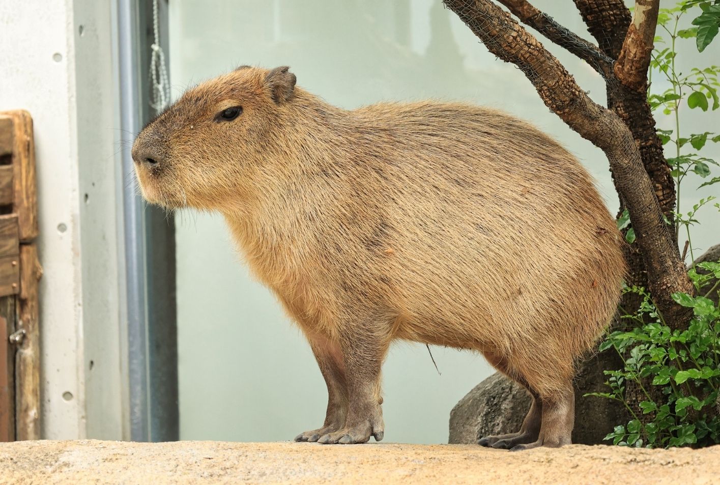 Capybara Masbro Fenomena Santai yang Jadi Simbol Hidup Tenang
