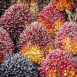 Harga CPO Hari Ini Update Terkini, Tren, dan Faktor Penggeraknya di 2026