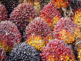 Harga CPO Hari Ini Update Terkini, Tren, dan Faktor Penggeraknya di 2026