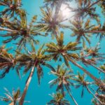 Lirik Rayuan Pulau Kelapa Makna, Sejarah, dan Keabadian Lagu Nasional Indonesia