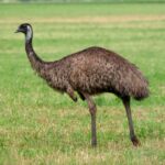 Perang Emu Kisah Unik Australia Melawan Burung yang Tak Terduga