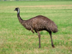 Perang Emu Kisah Unik Australia Melawan Burung yang Tak Terduga