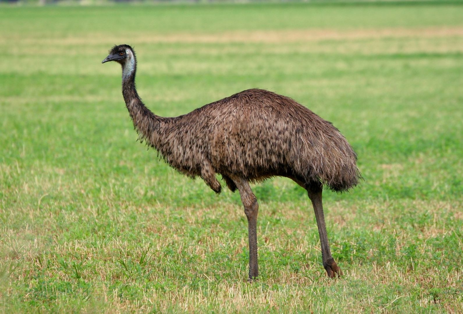 Perang Emu Kisah Unik Australia Melawan Burung yang Tak Terduga