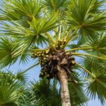 Pohon Kolang Kaling Sumber Pangan Tradisional Bernilai Tinggi dan Peluang Usaha Masa Kini