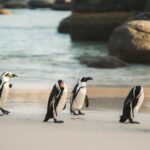 Taman Safari Penguin Bogor: Lokasi, Harga Tiket, dan Tips Berkunjung