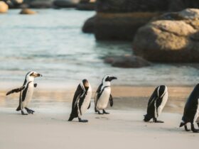 Taman Safari Penguin Bogor: Lokasi, Harga Tiket, dan Tips Berkunjung