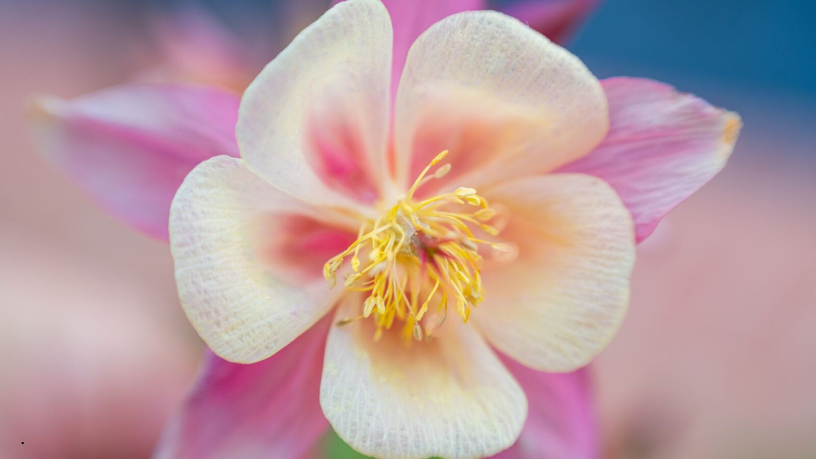 Alat Kelamin Jantan Pada Bunga Adalah Benang Sari: Struktur, Fungsi, dan Proses Penyerbukan