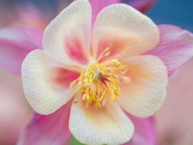 Alat Kelamin Jantan Pada Bunga Adalah Benang Sari: Struktur, Fungsi, dan Proses Penyerbukan