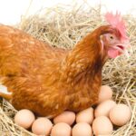 Hewan Bertelur: Jenis, Ciri, dan Cara Berkembang Biak yang Perlu Anda Ketahui