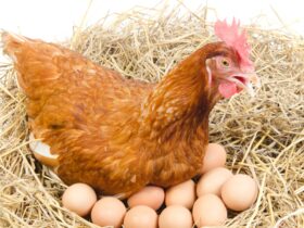 Hewan Bertelur: Jenis, Ciri, dan Cara Berkembang Biak yang Perlu Anda Ketahui