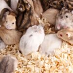 Jenis Hamster yang Populer sebagai Hewan Peliharaan di Rumah