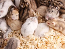 Jenis Hamster yang Populer sebagai Hewan Peliharaan di Rumah