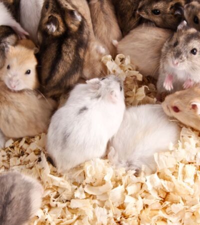 Jenis Hamster yang Populer sebagai Hewan Peliharaan di Rumah