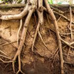 Akar Tunggang: Pengertian, Ciri-Ciri, Fungsi, dan Contohnya dalam Kehidupan