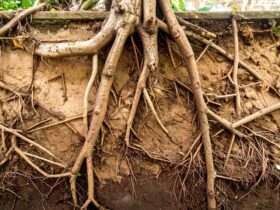 Akar Tunggang: Pengertian, Ciri-Ciri, Fungsi, dan Contohnya dalam Kehidupan