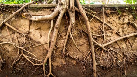 Akar Tunggang: Pengertian, Ciri-Ciri, Fungsi, dan Contohnya dalam Kehidupan