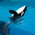 Jessica Paus Orca: Profil, Perjalanan, dan Fakta Menarik yang Perlu Diketahui