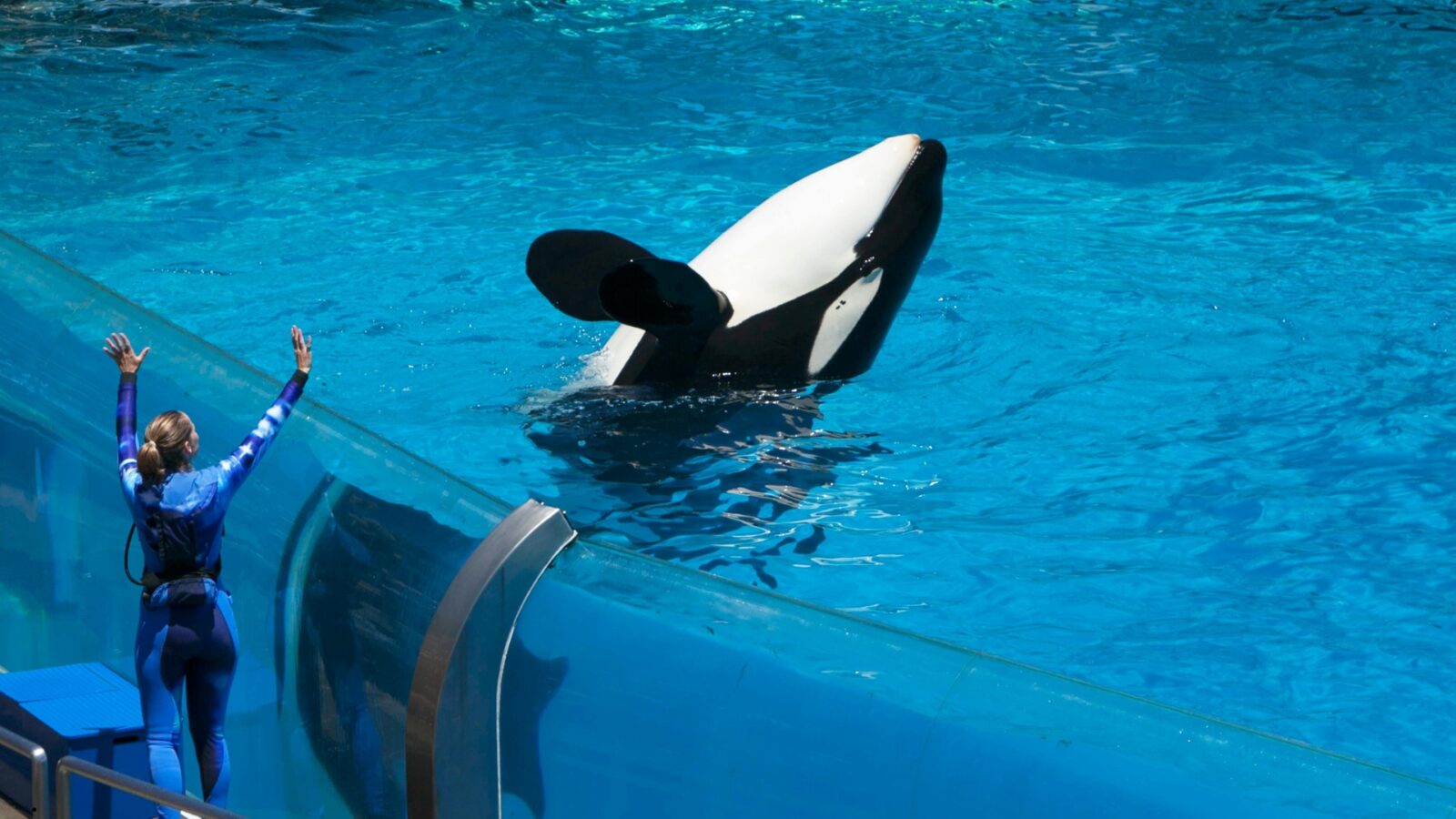 Jessica Paus Orca: Profil, Perjalanan, dan Fakta Menarik yang Perlu Diketahui