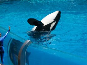 Jessica Paus Orca: Profil, Perjalanan, dan Fakta Menarik yang Perlu Diketahui