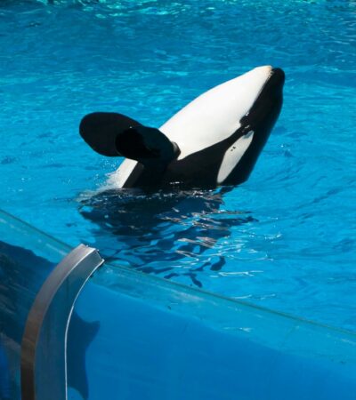 Jessica Paus Orca: Profil, Perjalanan, dan Fakta Menarik yang Perlu Diketahui