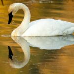 Mengenal Soang: Karakteristik, Manfaat, dan Cara Beternak yang Tepat