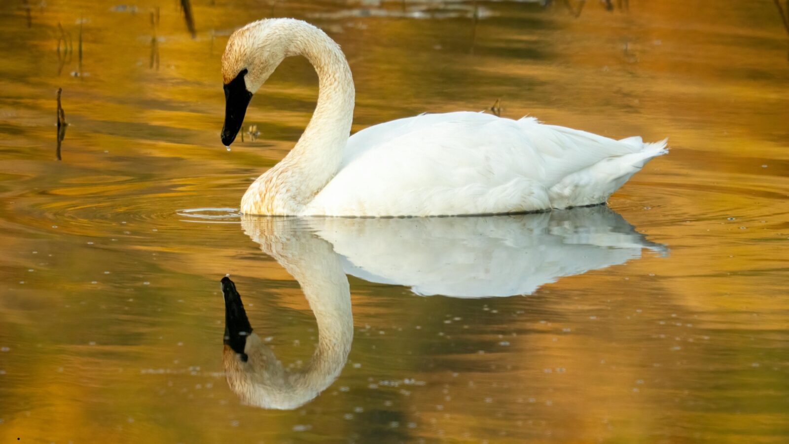 Mengenal Soang: Karakteristik, Manfaat, dan Cara Beternak yang Tepat