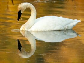 Mengenal Soang: Karakteristik, Manfaat, dan Cara Beternak yang Tepat