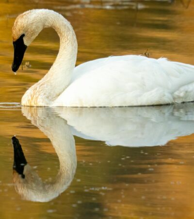 Mengenal Soang: Karakteristik, Manfaat, dan Cara Beternak yang Tepat