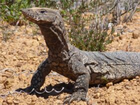 Jenis Biawak di Indonesia, Habitat, dan Fakta Menarik tentang Hewan Ini