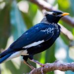 Harga Burung Murai Terbaru 2026 Update Harga Anakan & Masteran Juara