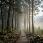 Rekomendasi Tempat Wisata Hutan Pinus Terbaik di Indonesia
